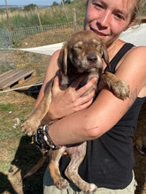 CLARA, Hund, Mischlingshund in Rumänien - Bild 8