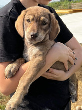 CLARA, Hund, Mischlingshund in Rumänien - Bild 9