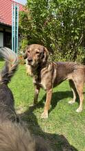 CLARA, Hund, Mischlingshund in Jürgenshagen
