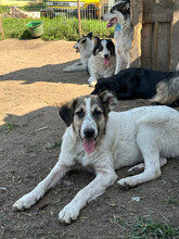 GRETA, Hund, Mischlingshund in Rumänien - Bild 1