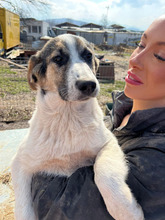 GRETA, Hund, Mischlingshund in Rumänien - Bild 10