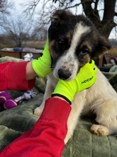GRETA, Hund, Mischlingshund in Rumänien - Bild 11