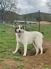 GRETA, Hund, Mischlingshund in Rumänien - Bild 4