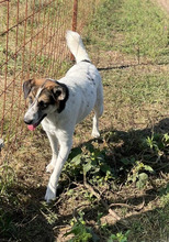 GRETA, Hund, Mischlingshund in Rumänien - Bild 5