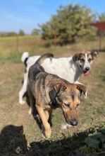 GRETA, Hund, Mischlingshund in Rumänien - Bild 6