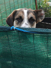 GRETA, Hund, Mischlingshund in Rumänien - Bild 7