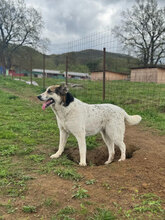 GRETA, Hund, Mischlingshund in Rumänien - Bild 8