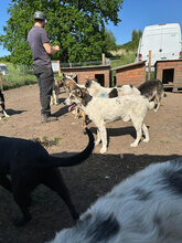 GRETA, Hund, Mischlingshund in Rumänien - Bild 9