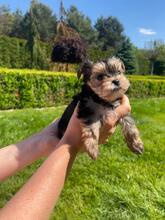 HESTIA, Hund, Biewer Yorkshire Terrier in Darmstadt - Bild 1