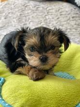 HESTIA, Hund, Biewer Yorkshire Terrier in Darmstadt - Bild 10