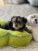 HESTIA, Hund, Biewer Yorkshire Terrier in Darmstadt - Bild 11