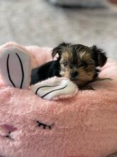 HESTIA, Hund, Biewer Yorkshire Terrier in Darmstadt - Bild 12
