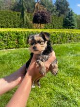 HESTIA, Hund, Biewer Yorkshire Terrier in Darmstadt - Bild 2