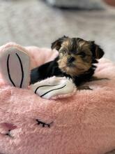 HESTIA, Hund, Biewer Yorkshire Terrier in Darmstadt - Bild 3