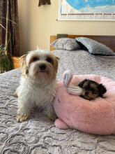 HESTIA, Hund, Biewer Yorkshire Terrier in Darmstadt - Bild 5