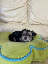HESTIA, Hund, Biewer Yorkshire Terrier in Darmstadt - Bild 6