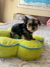 HESTIA, Hund, Biewer Yorkshire Terrier in Darmstadt - Bild 8
