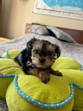 HESTIA, Hund, Biewer Yorkshire Terrier in Darmstadt - Bild 9