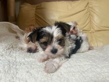 ATHENA, Hund, Biewer Yorkshire Terrier in Darmstadt - Bild 1