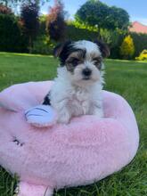 ATHENA, Hund, Biewer Yorkshire Terrier in Darmstadt - Bild 10