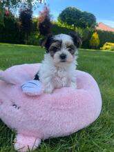 ATHENA, Hund, Biewer Yorkshire Terrier in Darmstadt - Bild 11