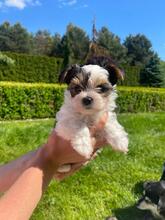 ATHENA, Hund, Biewer Yorkshire Terrier in Darmstadt - Bild 12