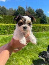 ATHENA, Hund, Biewer Yorkshire Terrier in Darmstadt - Bild 13