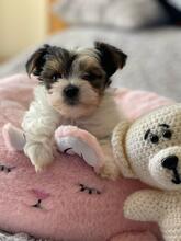 ATHENA, Hund, Biewer Yorkshire Terrier in Darmstadt - Bild 14