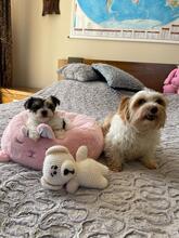 ATHENA, Hund, Biewer Yorkshire Terrier in Darmstadt - Bild 15