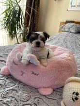 ATHENA, Hund, Biewer Yorkshire Terrier in Darmstadt - Bild 17