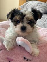 ATHENA, Hund, Biewer Yorkshire Terrier in Darmstadt - Bild 2