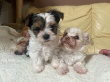 ATHENA, Hund, Biewer Yorkshire Terrier in Darmstadt - Bild 3