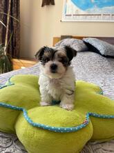 ATHENA, Hund, Biewer Yorkshire Terrier in Darmstadt - Bild 5