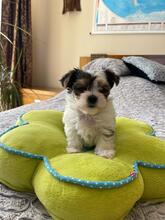 ATHENA, Hund, Biewer Yorkshire Terrier in Darmstadt - Bild 6