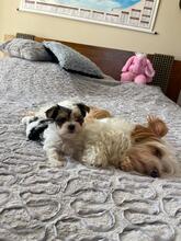 ATHENA, Hund, Biewer Yorkshire Terrier in Darmstadt - Bild 7