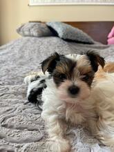 ATHENA, Hund, Biewer Yorkshire Terrier in Darmstadt - Bild 8