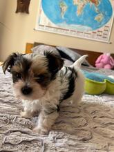 ATHENA, Hund, Biewer Yorkshire Terrier in Darmstadt - Bild 9