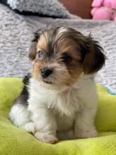 ODYSSEUS, Hund, Biewer Yorkshire Terrier in Darmstadt - Bild 1