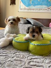 ODYSSEUS, Hund, Biewer Yorkshire Terrier in Darmstadt - Bild 10