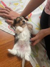 ODYSSEUS, Hund, Biewer Yorkshire Terrier in Darmstadt - Bild 2