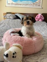 ODYSSEUS, Hund, Biewer Yorkshire Terrier in Darmstadt - Bild 3