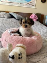 ODYSSEUS, Hund, Biewer Yorkshire Terrier in Darmstadt - Bild 4