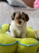 ODYSSEUS, Hund, Biewer Yorkshire Terrier in Darmstadt - Bild 5