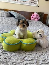 ODYSSEUS, Hund, Biewer Yorkshire Terrier in Darmstadt - Bild 6