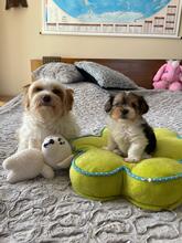 ODYSSEUS, Hund, Biewer Yorkshire Terrier in Darmstadt - Bild 7