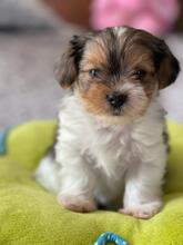 ODYSSEUS, Hund, Biewer Yorkshire Terrier in Darmstadt - Bild 8