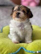 ODYSSEUS, Hund, Biewer Yorkshire Terrier in Darmstadt - Bild 9