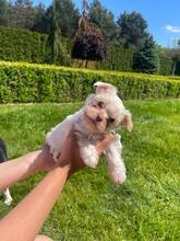 APOLLO, Hund, Biewer Yorkshire Terrier in Darmstadt - Bild 1
