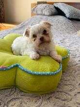 APOLLO, Hund, Biewer Yorkshire Terrier in Darmstadt - Bild 10