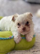 APOLLO, Hund, Biewer Yorkshire Terrier in Darmstadt - Bild 12
